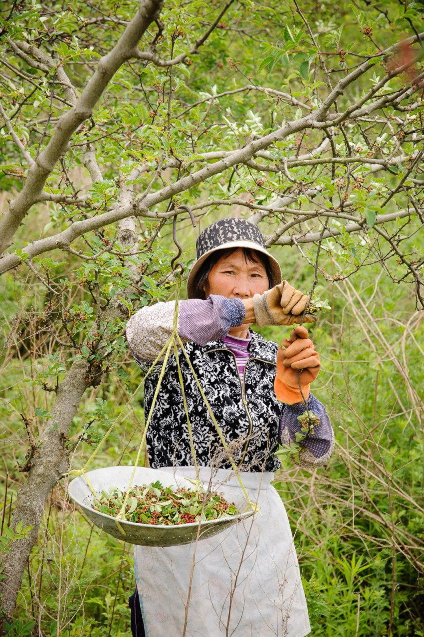 蔡名雄：从花椒风味模型到川菜出海