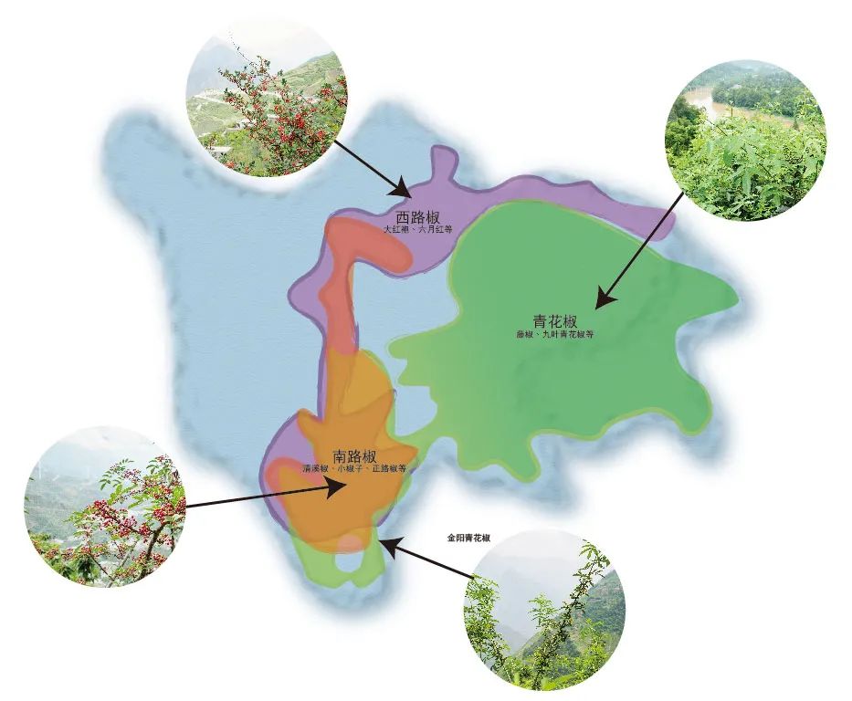 蔡名雄：从花椒风味模型到川菜出海