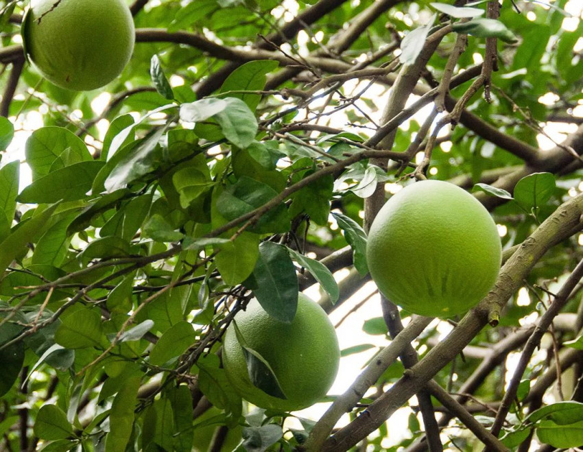 蔡名雄：从花椒风味模型到川菜出海