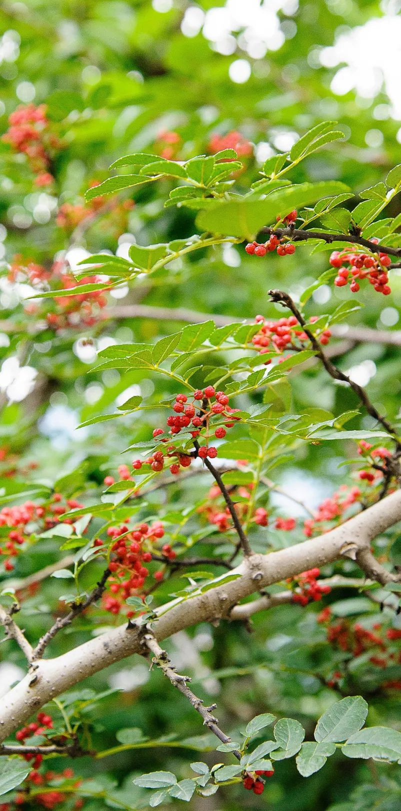 蔡名雄：从花椒风味模型到川菜出海