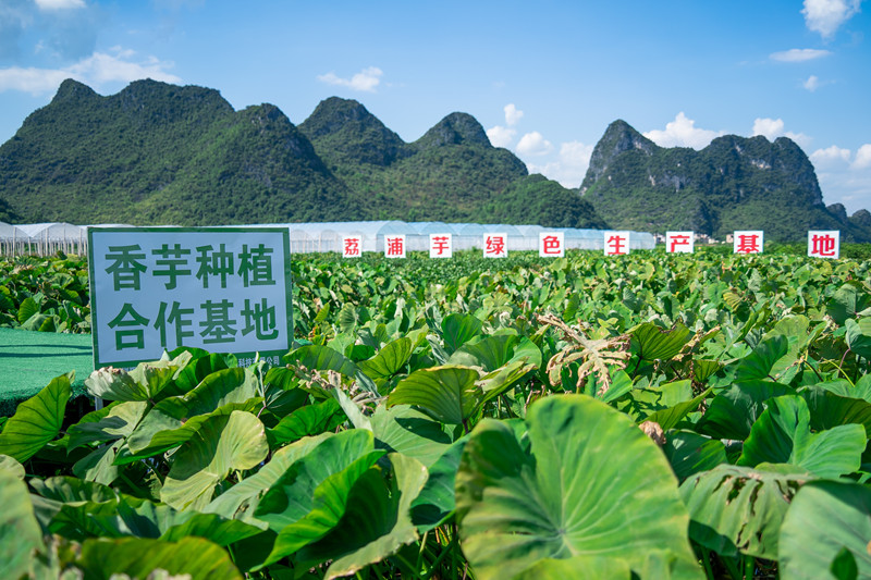 告别30元，喜茶全面下调饮品价格且宣布今年不涨价