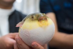 顾客称在海底捞吃河豚中毒，市监局介入