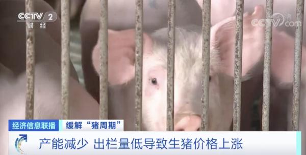 猪肉价格连续上涨，4个月新增相关企业超3500家