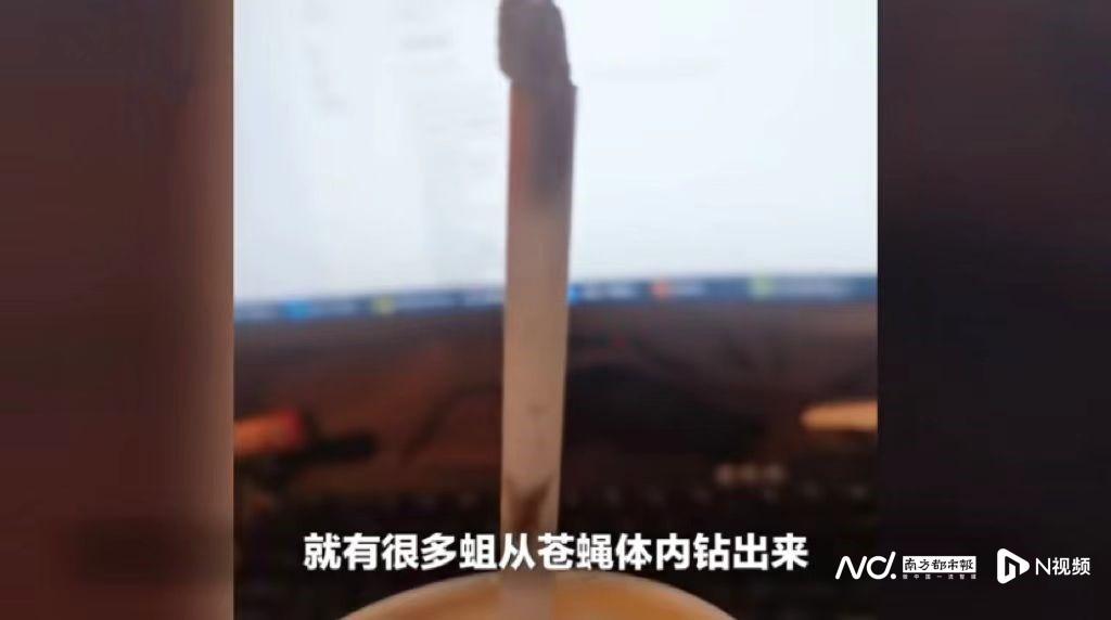 汉堡王可乐疑似有带蛆苍蝇！广州市监部门介入调查，企业回应