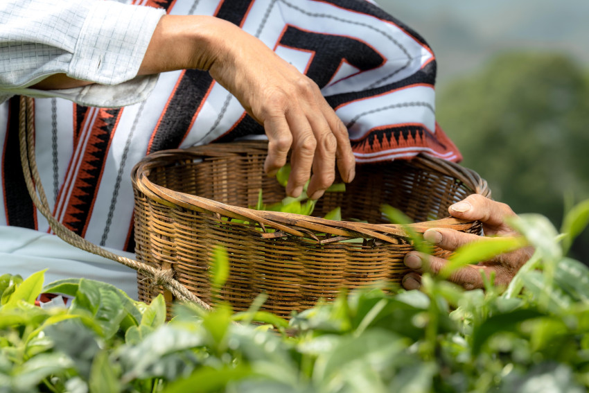 喜茶将实现主要茶叶配方自研 推出甄选茶园标准