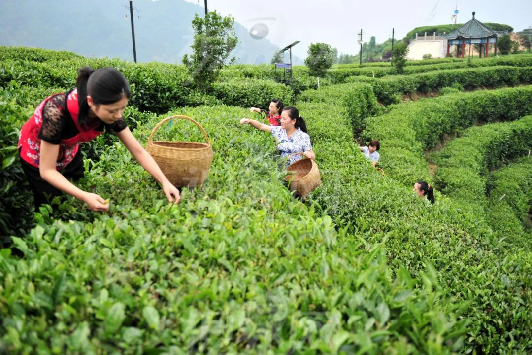 德馨食品上市虽困难重重，但现制饮品小料行业依然是蓝海？