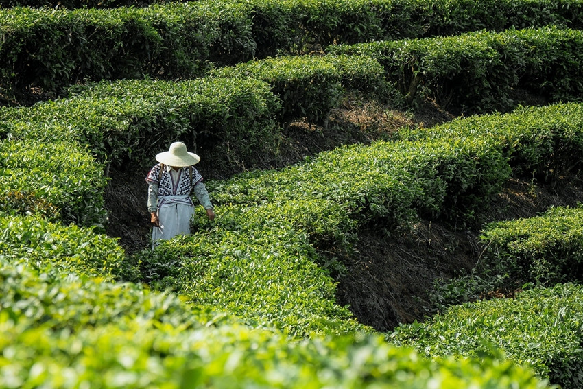 喜茶四真七零健康茶饮标准发布，为用户提供茶饮健康消费指引